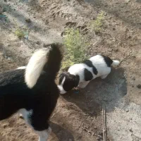 توله سگ پاکوتاه نژاد اصل اصل هست