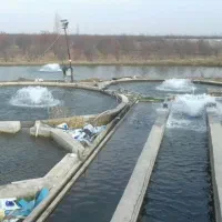 پرورش ماهی فروش بچه ماهی قزل الا