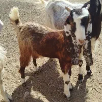 بز ماده دورگه