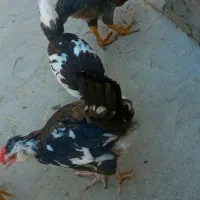 جوجه دروگه لاری و جوجه لاری و گلین