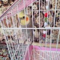 سالدوسال
