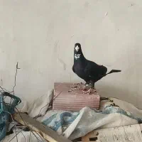 نر پلنگ