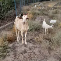 بزسانن ومیش بره دار