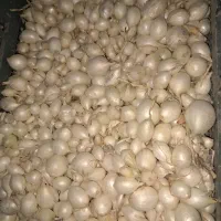 ده عدد توری پیاز غده مینروا راتا پاکتی تضمینی