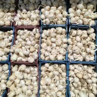 سیرخشک اصل همدان  درجه یک زیر قیمت کل کشور