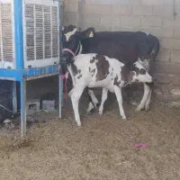 گاو وگوساله