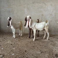 دوستان سه عددبزغاله اصل پاکستانی دوتا نریک ماده