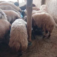 بره برای پروار