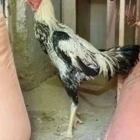 خروس لاری
