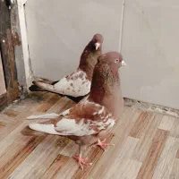کفتر بهبونی