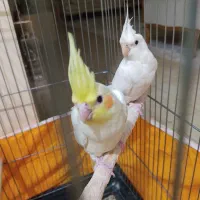 عروس هلندی نر و ماده