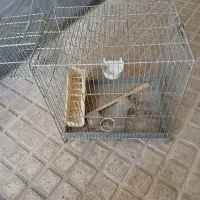 قفس|پرنده|کرج, گوهردشت|دیوار