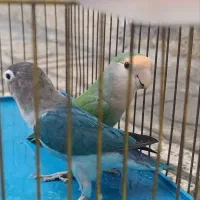 یک جفت طوطی برزیلی