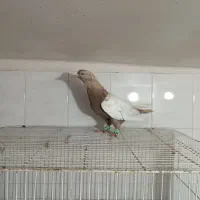 کبوتر