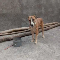 سگ سراب