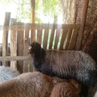 شیشک هارو میش رون