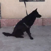 ف توله ژرمن شپرد