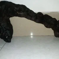 چوب آبنوس