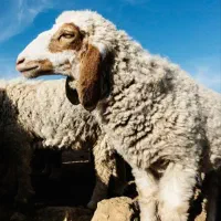 گوسفند نر و ماده