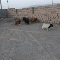 4تا گوسفند ماده بفروش می رسد