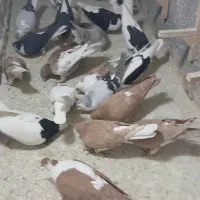 ۲۳عددکبوتررنگه