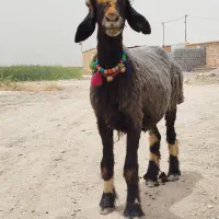 میش بختیاری آبستن