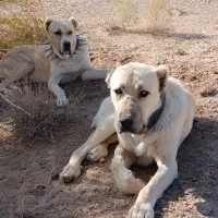 بزغاله شیری