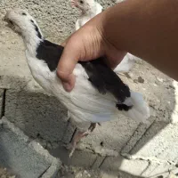 جوجه گلین خالص