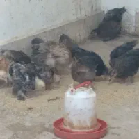 جوجه برهما