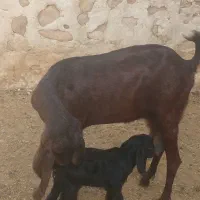 بز پاکستانی کهره دار و آبستن
