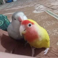طولی برزیلی فرار کرده