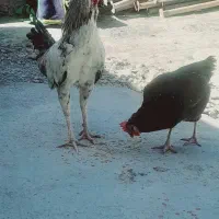 مرغ وخروس