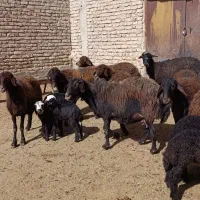 میش های اصل قزل افشاری زاییده