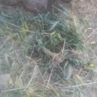 یونجه برای دام