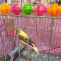 قناری نر دوکت البینو