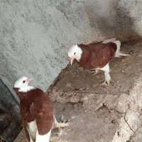 کفتر جوجه بحرنی درجایی