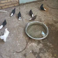 کفتر|پرنده|شراء, |دیوار