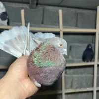 یک جفت کفتر عطیقه