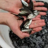 پرورش بچه ماهی کپور آمور