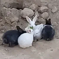 خرگوش