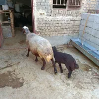 گسفند