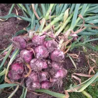 اجاره یک هکتار زمین مزروعی  برای سیردر اجیرلو