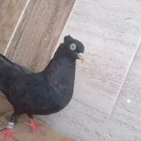 کبوتر مفت وارزان قیمت