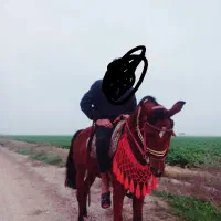 اسب مادیون