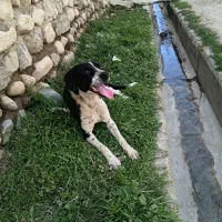 توله میکس انگلیسی ماده