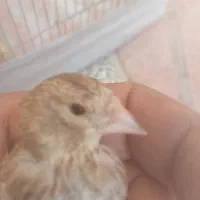 سهره قناری