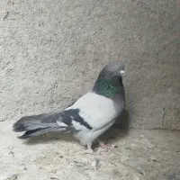 کبوتر نر پرپر