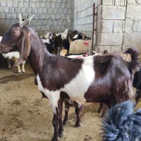 بز کهره دار