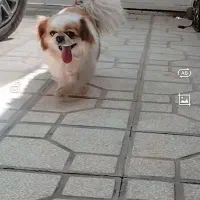سگ پاکوتاه