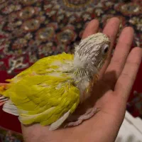 گیرینچیک سانچیک